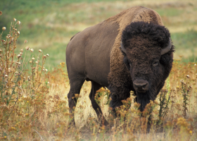 Jihočeští policisté prověřují útěk bizonů. Část ze stáda se pohybuje ve volné přírodě