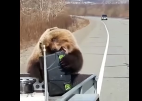 Medvěd ukradl na Kamčatce lovcům přenosnou ledničku