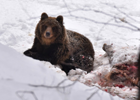 Medvěda v Beskydech zahlédli turisté i lesníci a né jednou