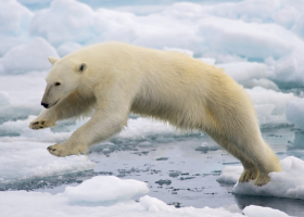 Stav nouze kvůli invazi ledních medvědů