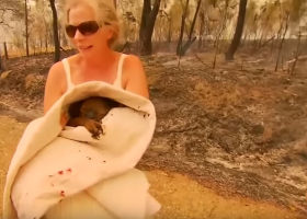 Australanka zachránila před smrtí v plamenech medvídka koalu