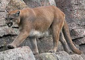 Na Vysočině byla viděna puma, která utekla do pole