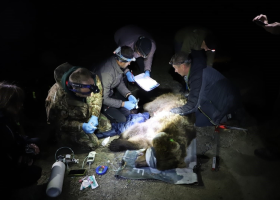 V Beskydech byl chycen medvěd, kterému byl nasazen telemetrický obojek a poté byl vypuštěn