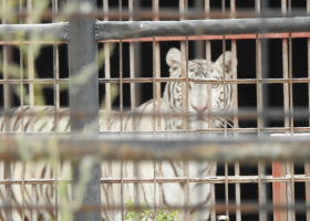 Preparátor tygrů dostal tři roky, Berousek vyšel s podmínkou