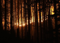 Požár v Hřensku