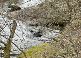 V řece Berounce našli tělo bez hlavy