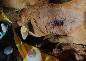 Vlci útočili ve východních Čechách