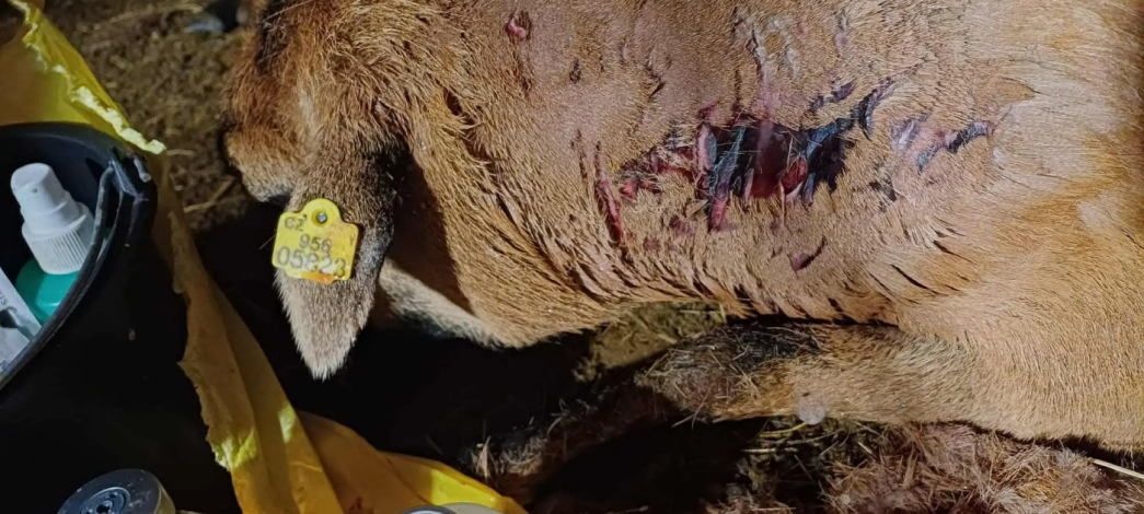 Vlci útočili ve východních Čechách